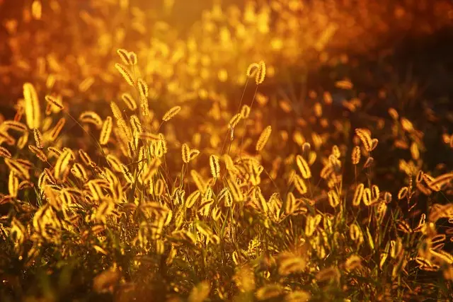 10 Essential Tips to Kickstart Your Photography Journey