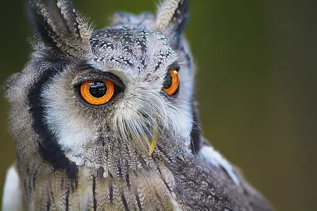 Essential Techniques for Capturing Stunning Wildlife Photography